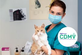 intensivo-de-medicina-felina