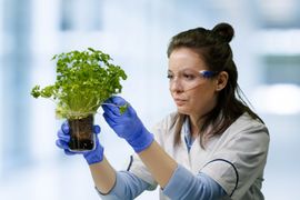 Vantagens-do-Melhoramento-Genetico-de-Plantas