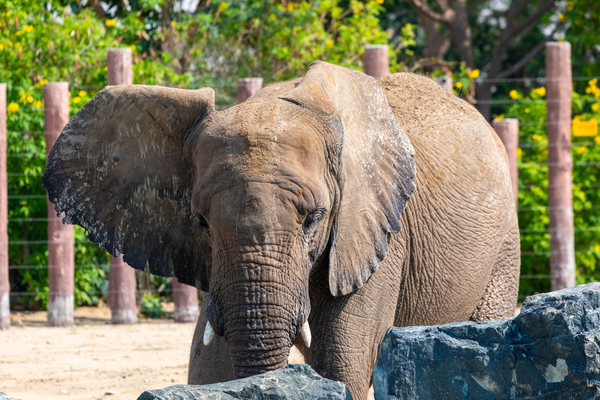 elephant-close-up-in-natural-setting-2024-05-14-18-02-35-utc--1--1