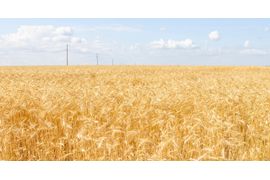 field-of-ripe-wheat-cereals-and-a-blue-sky-with-cl-2023-11-27-05-35-04-utc--1-