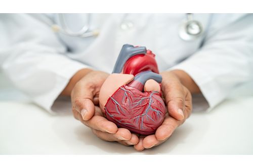 cardiovascular-disease-cvd-asian-doctor-holding-h-2024-01-23-00-09-24-utc--1-