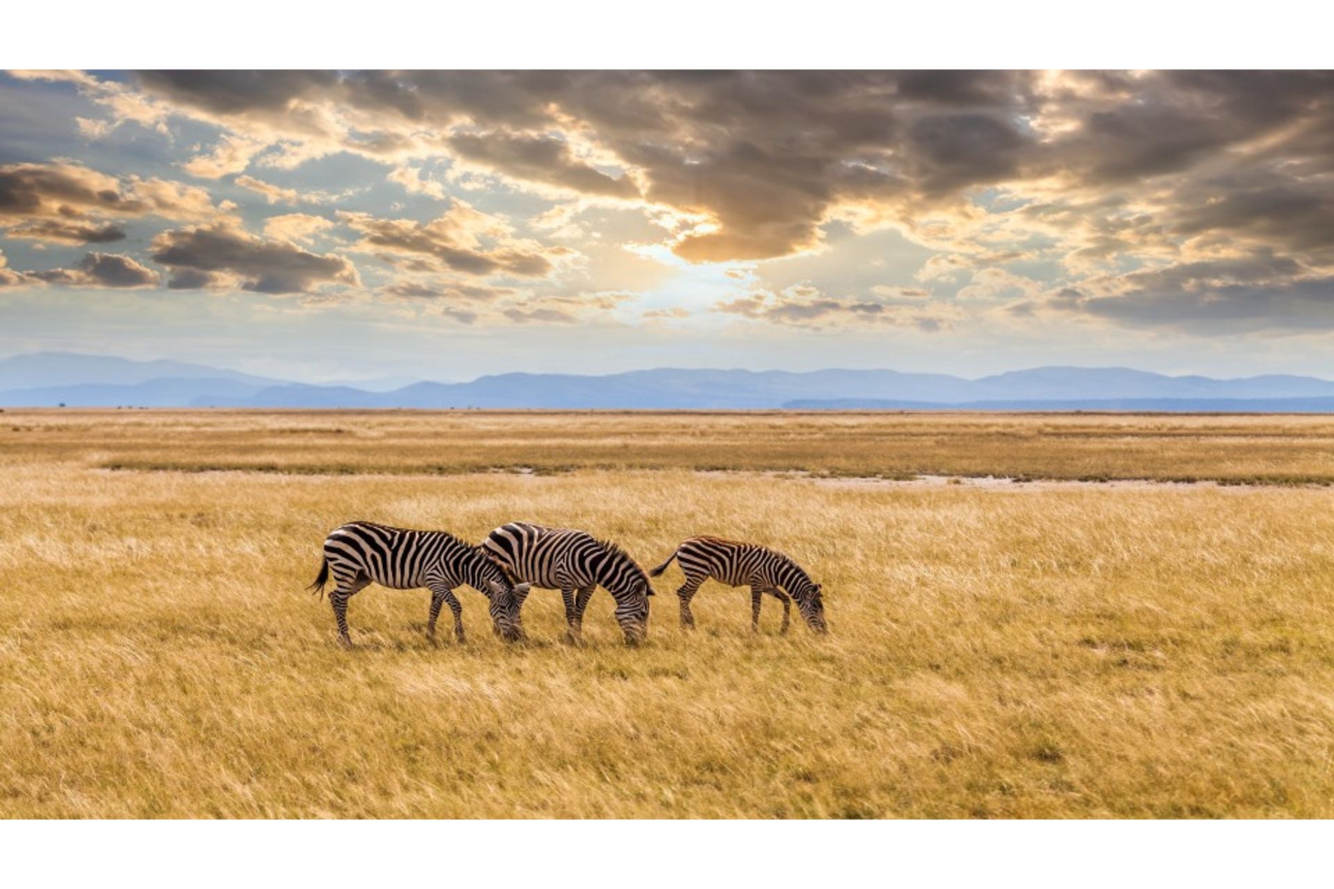 wild-zebras-on-the-african-savannah-at-sunset-ken-2023-11-27-05-22-36-utc--1-