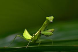 Entomologia-Estudo-dos-Insetos