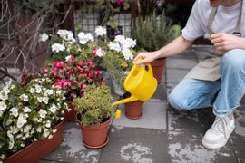 Utilizacao-de-Flores-e-Plantas-de-Vaso-no-Paisagismo