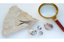 a-fish-fossil-in-a-rock-with-a-magnifying-glass-as-2023-11-27-05-26-03-utc--1-