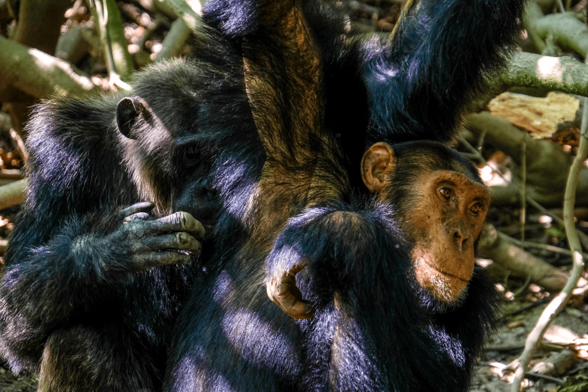 Evolucao-Biologica-Mutacao-Genetica-e-Selecao-Natural--1-