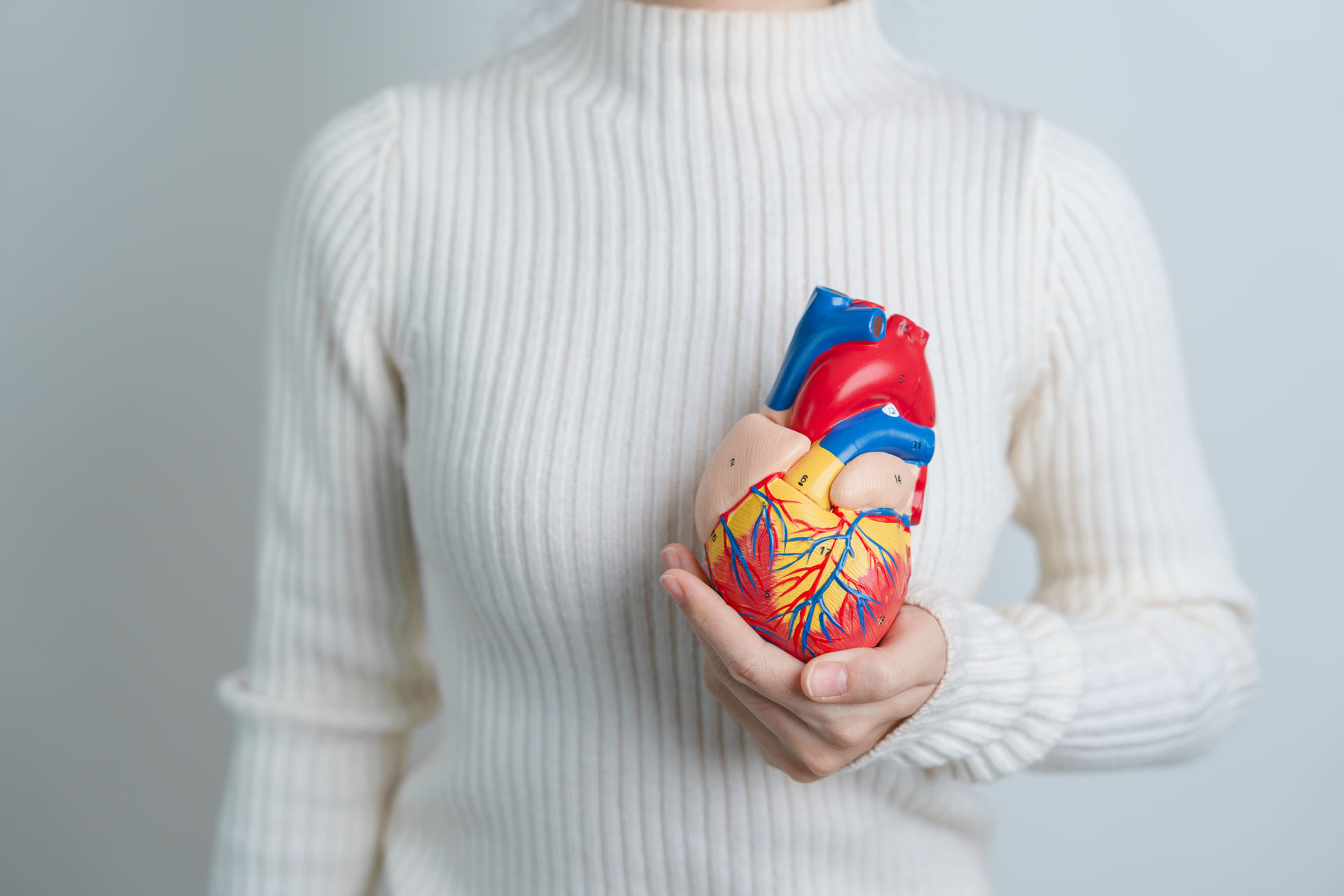 woman-holding-human-heart-model-cardiovascular-di-2023-11-27-04-50-36-utc--1-