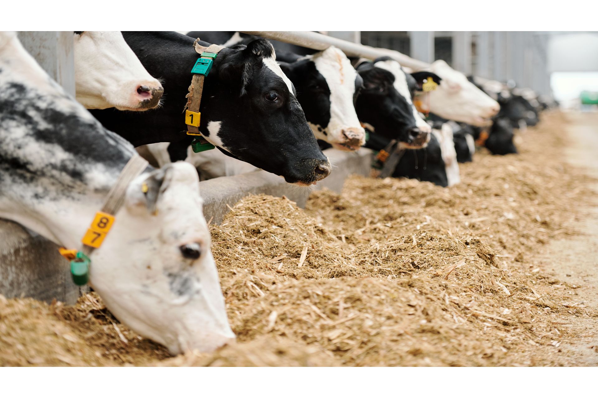 row-of-purebred-milk-cows-eating-livestock-feed-in-2023-11-27-05-34-39-utc--1-