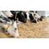 row-of-purebred-milk-cows-eating-livestock-feed-in-2023-11-27-05-34-39-utc--1-