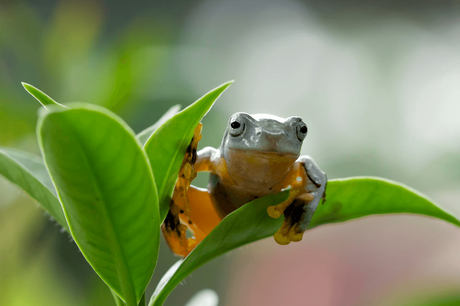 Filogenia-e-Biogeografia-A-Vida-em-Evolucao