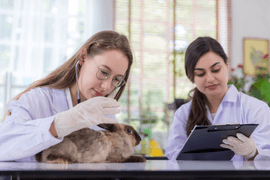 Exames-Laboratoriais-em-Veterinaria-Coleta-de-Amostras