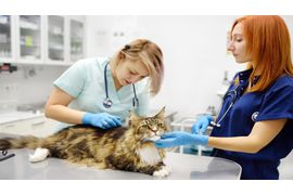 two-professional-veterinarians-examining-a-maine-c-2024-04-10-17-05-38-utc--1-