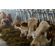 beautiful-cows-on-the-farm-enjoy-cow-farm-concep-2024-09-14-02-25-26-utc--1-