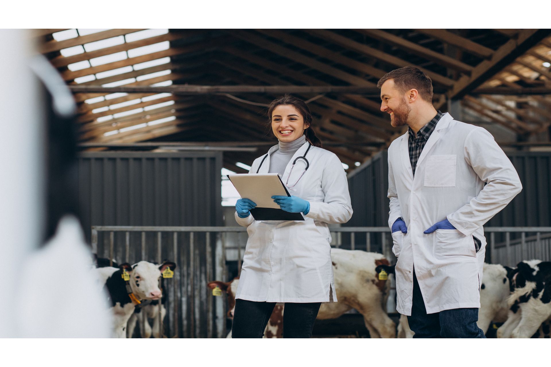 veterinary-farm-walking-cowshed-checking-cows--2-