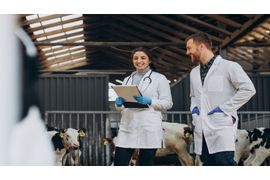 veterinary-farm-walking-cowshed-checking-cows--2-