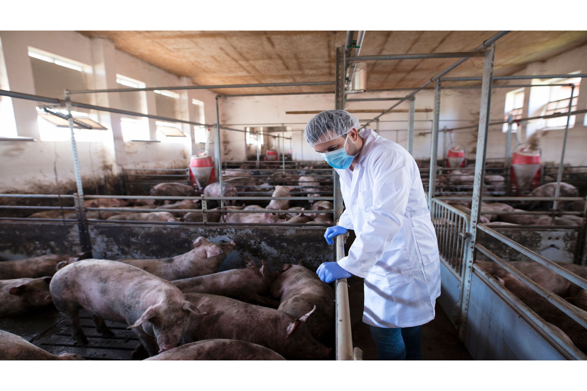 veterinarian-leaning-cage-fence-observing-pigs-pig-farm-checking-their-health-growth--1-.jpg