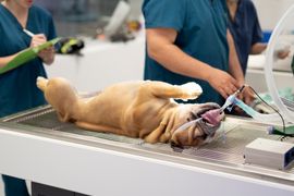 dog-on-vet-s-stretcher-with-oxygen-assisted-2023-11-27-05-27-41-utc.jpg