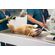 dog-on-vet-s-stretcher-with-oxygen-assisted-2023-11-27-05-27-41-utc.jpg