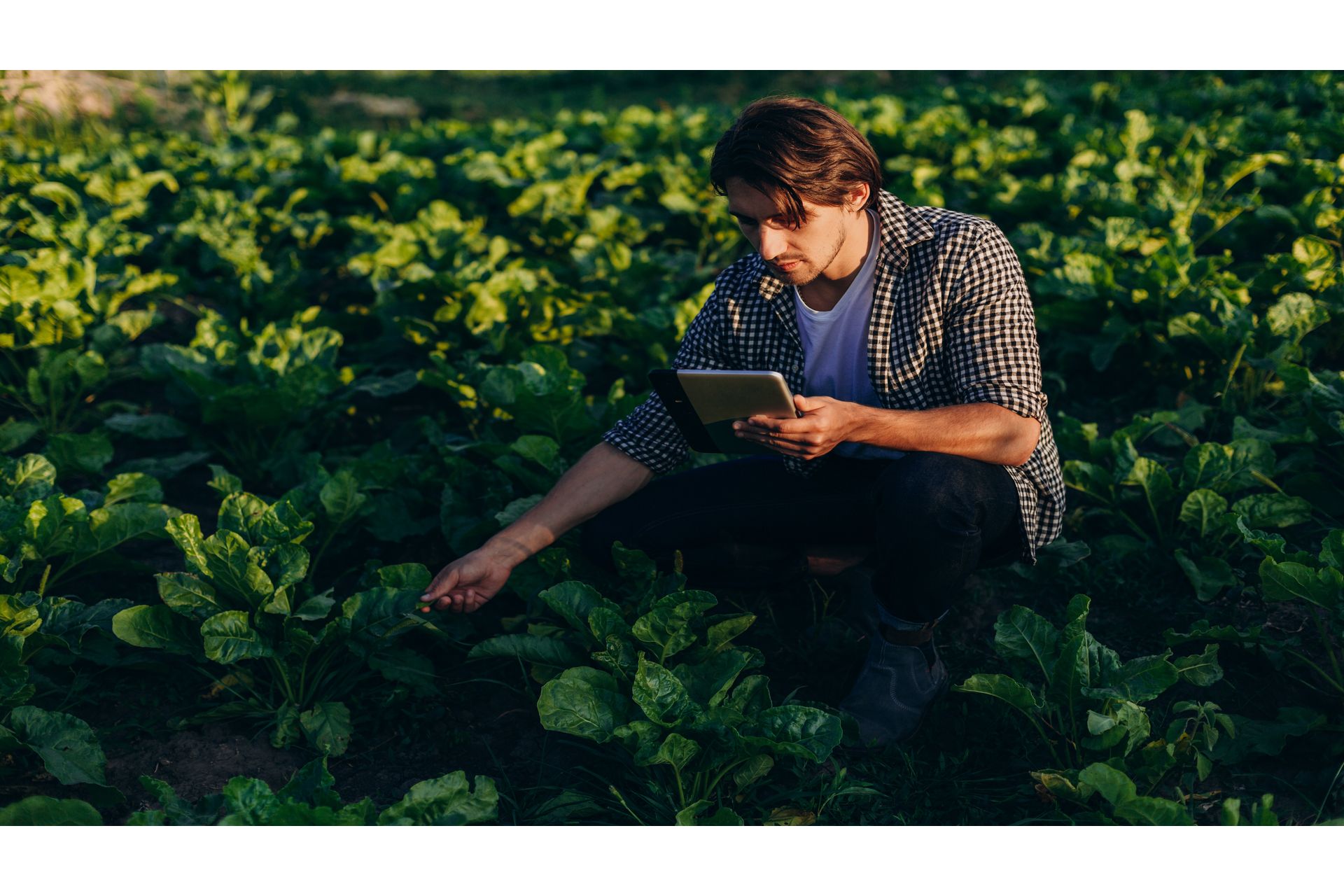 Tecnologia no Agronegócio: Avanços e Aplicações