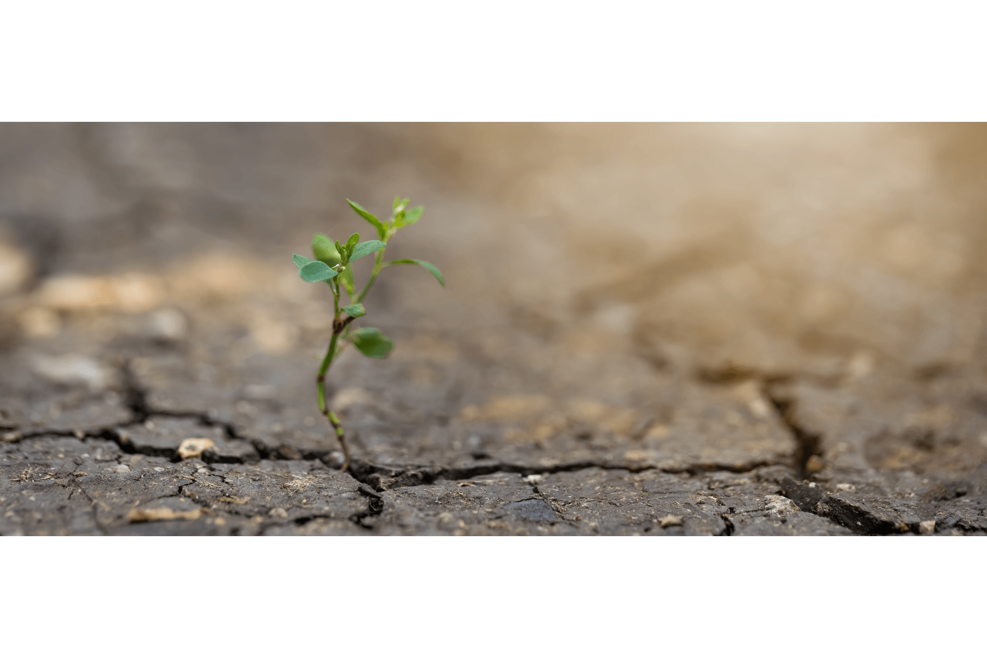 Caracterização do Ecossistema e Influências Climáticas