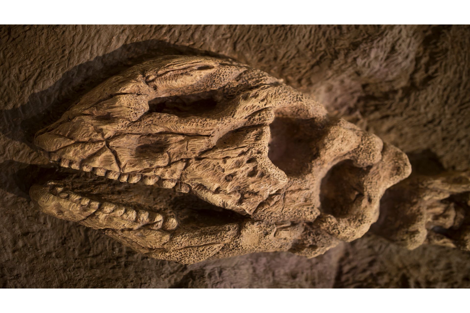 Biologia Evolutiva: Principais Teorias e Fósseis