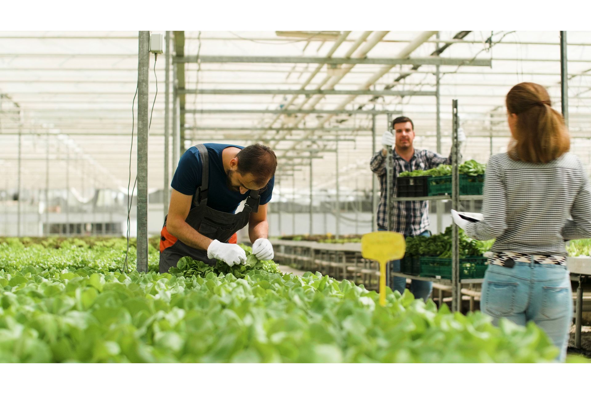 Sustentabilidade e Cooperativas no Agronegócio