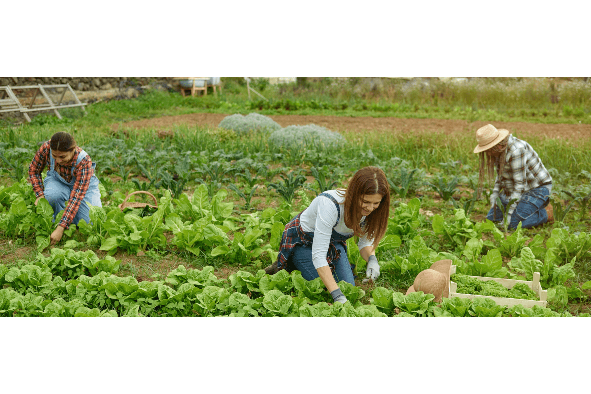 Agricultura Familiar: Máquinas e Implementos