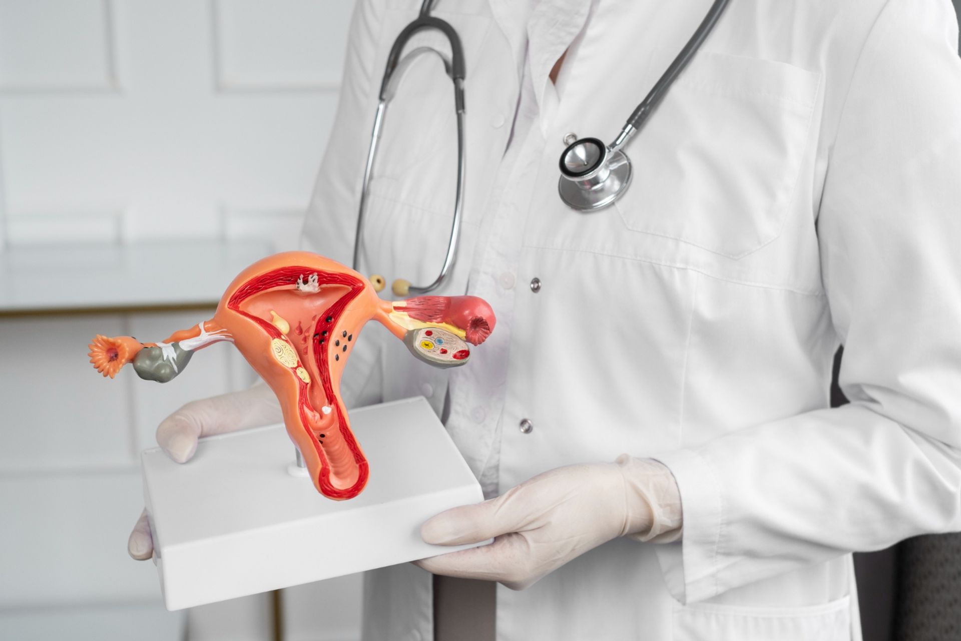 Sistema Genital Humano: Funções e Anatomia
