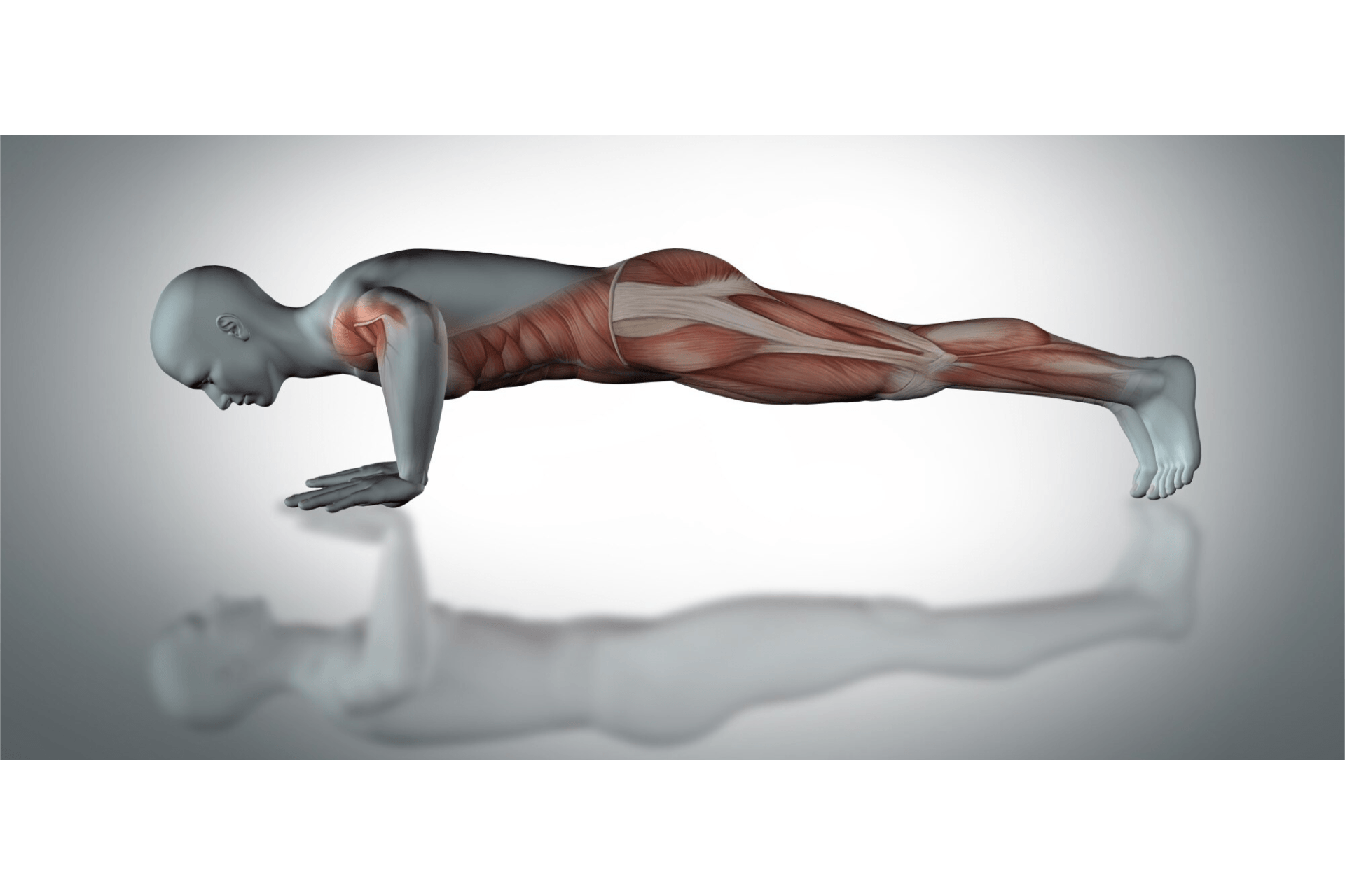 Exercícios e Anatomia Esquelética e Muscular da Coluna