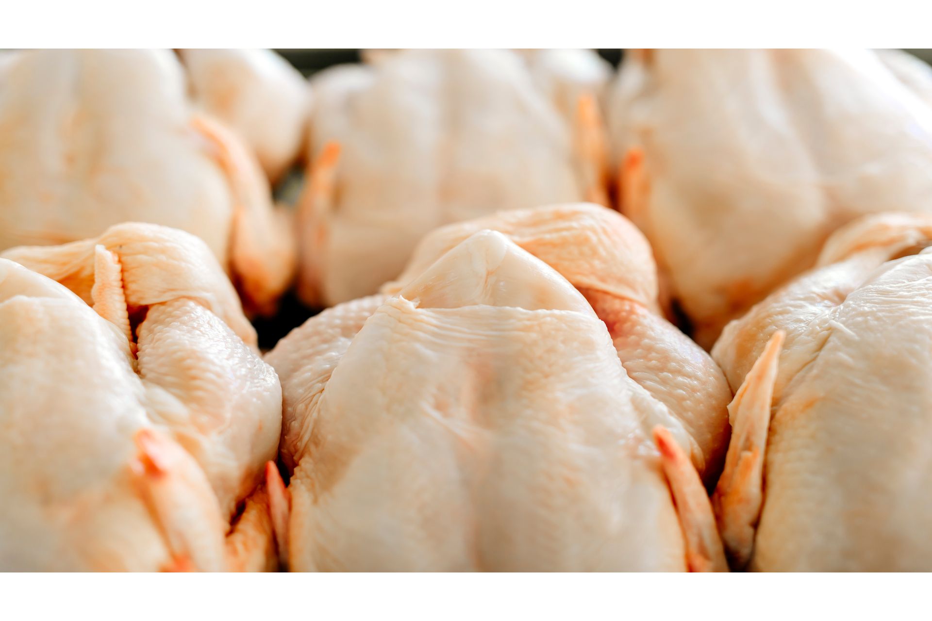 Bioquímica e Processos Industriais: Ave e Pescado
