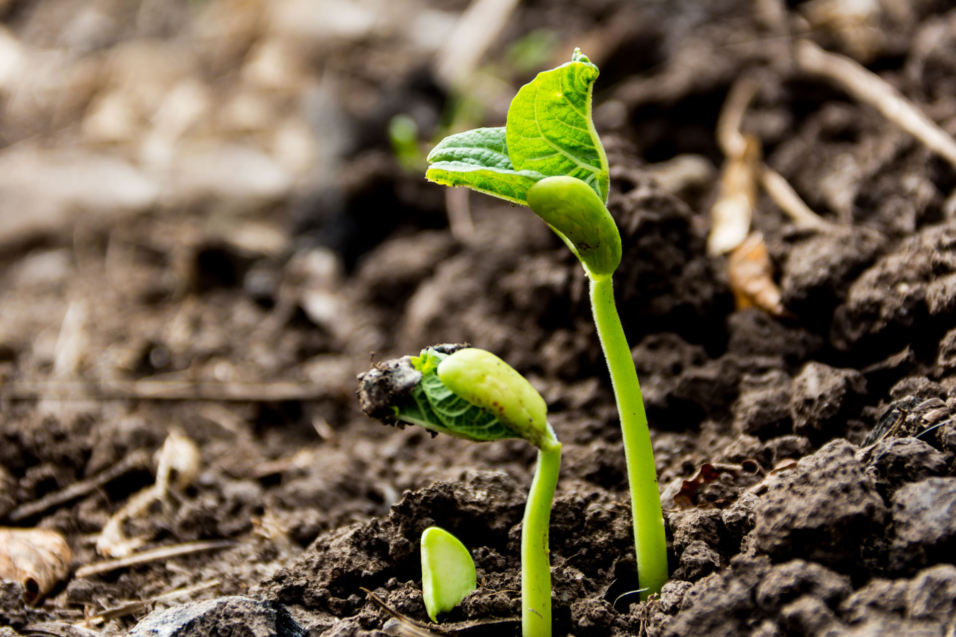 Origem e Reprodução das Plantas Terrestres