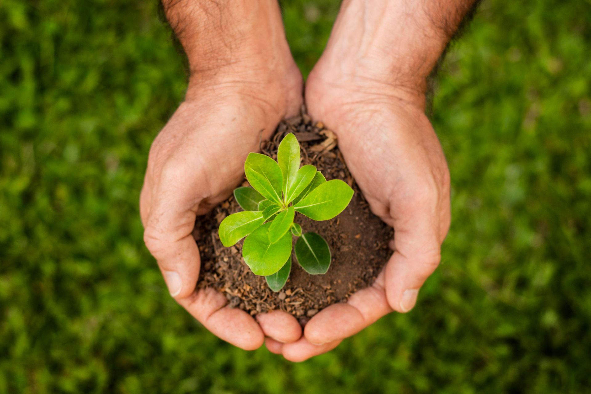 Ecologia: Conservação de Comunidade e Ecossistemas