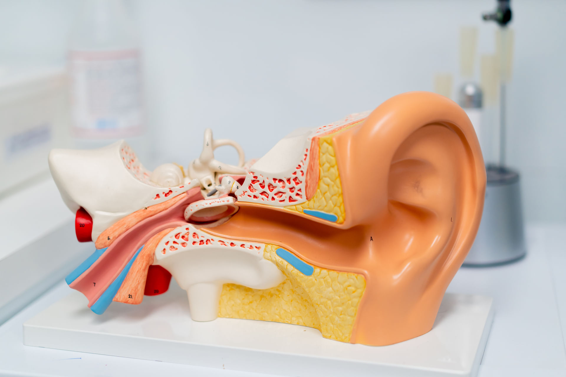 Fisiologia da Audição: Estrutura da Orelha