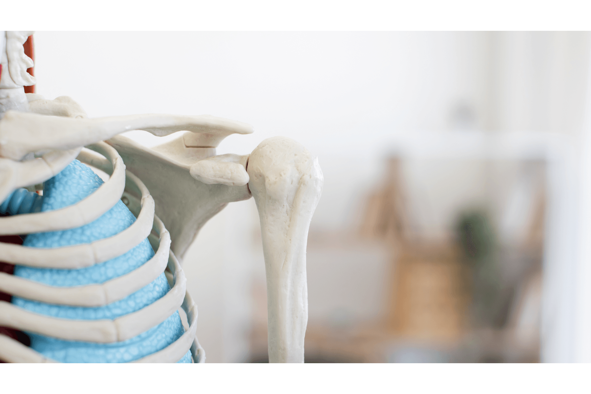Cintura Escapular: Anatomia e Tipos de Exercícios