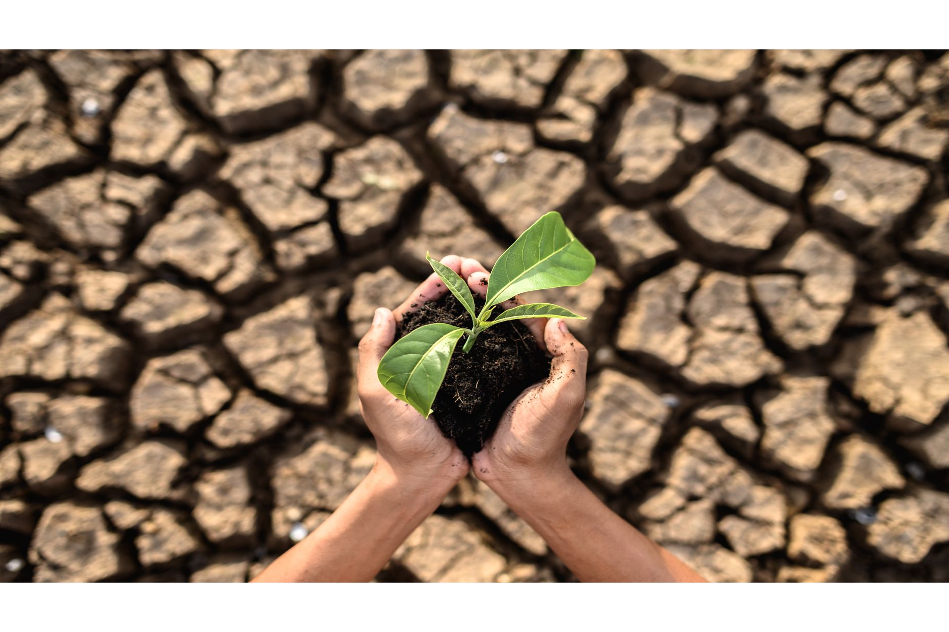 Consequências da Ação Humana nos Ecossistemas